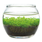 Water Garden - Tranquil & Calming Plant Aquarium
